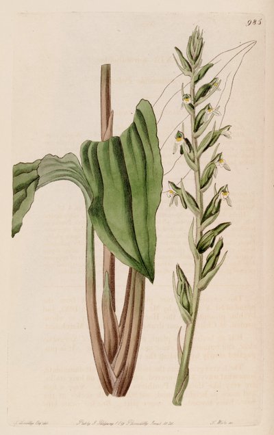 Illustration of Pelexia adnata (as syn. Pelexia spiranthoides) by John Lindley